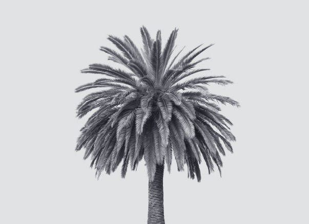 A palm tree