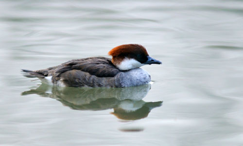 Female smew
