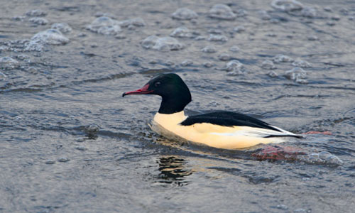 Goosander