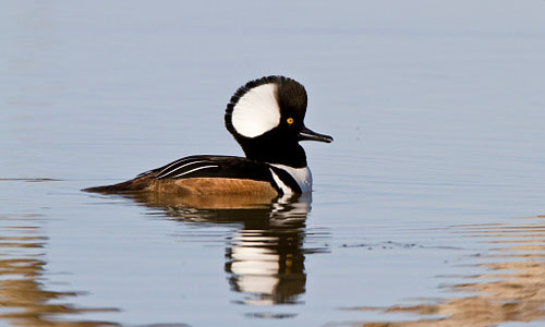 Hooded merganser
