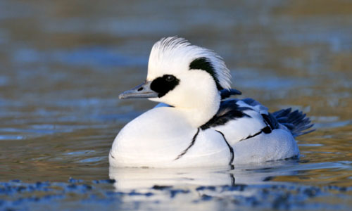 Male smew duck