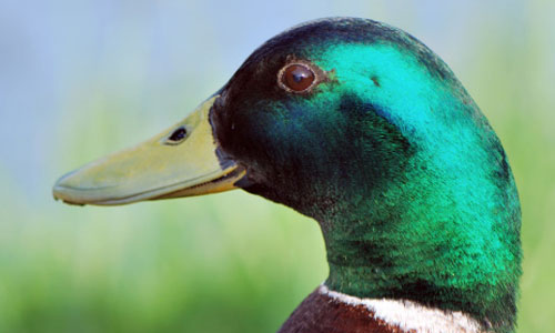 Mallard