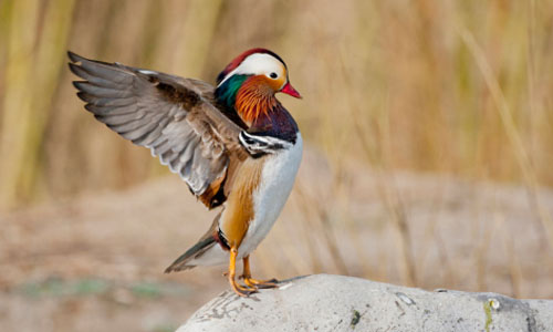 Mandarin