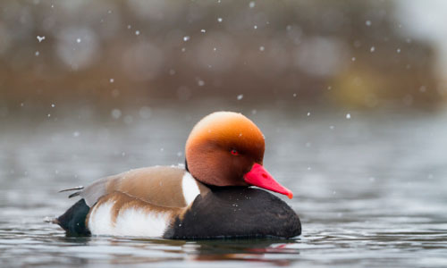 Pochard