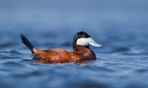 Ruddy duck