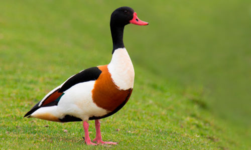 Shelduck
