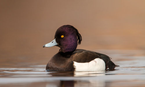 Tufted duck