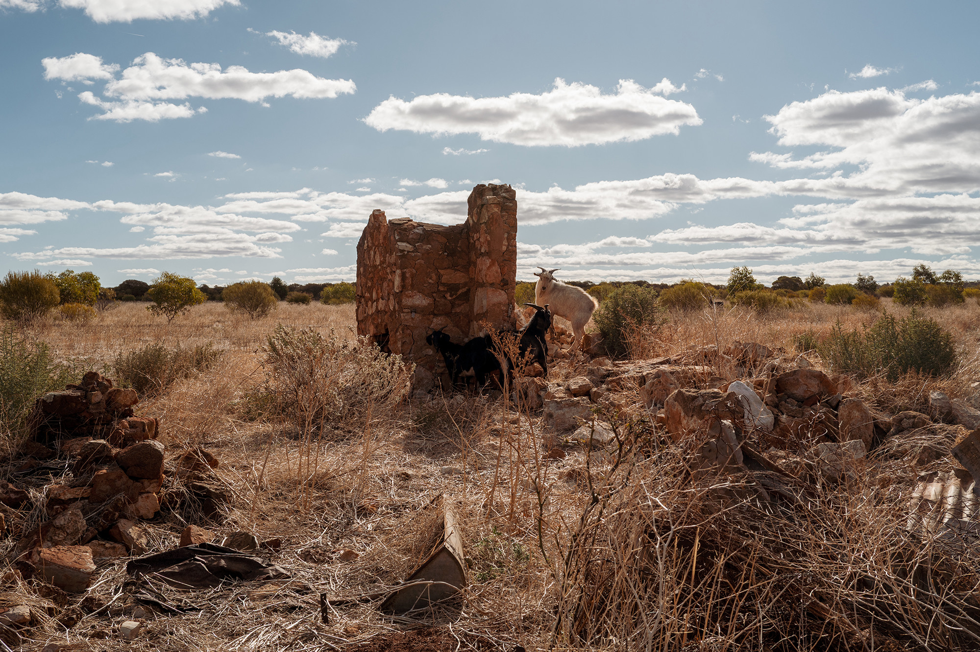 Goats fight for a high point on the ruins of a colonial homestead near Perenjori