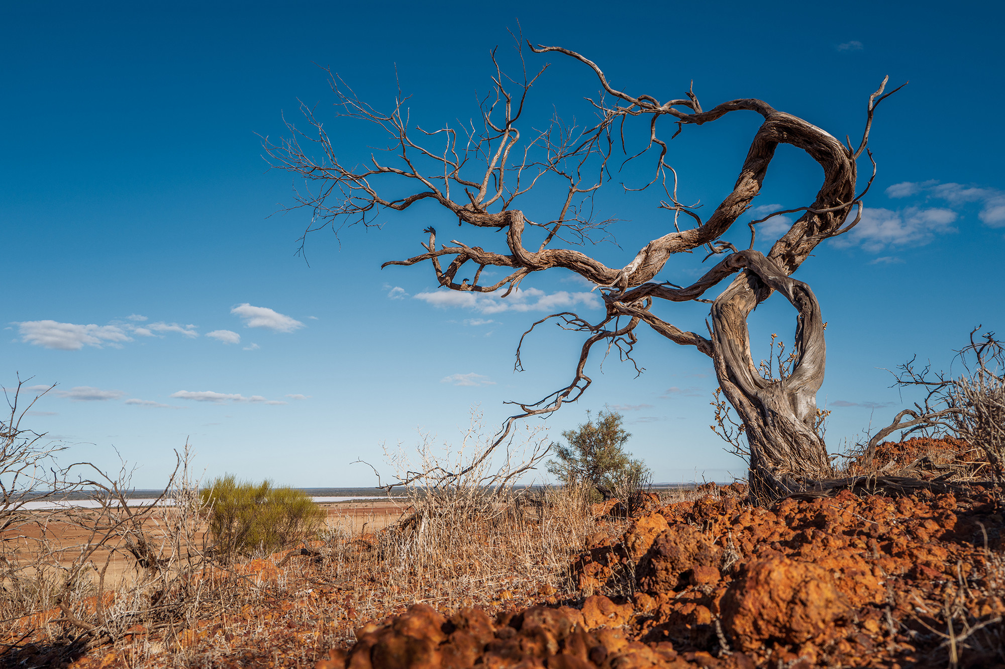 A dead tree stands prominently on a lookout point overlooking a salt lake on a farm just outside Perenjori