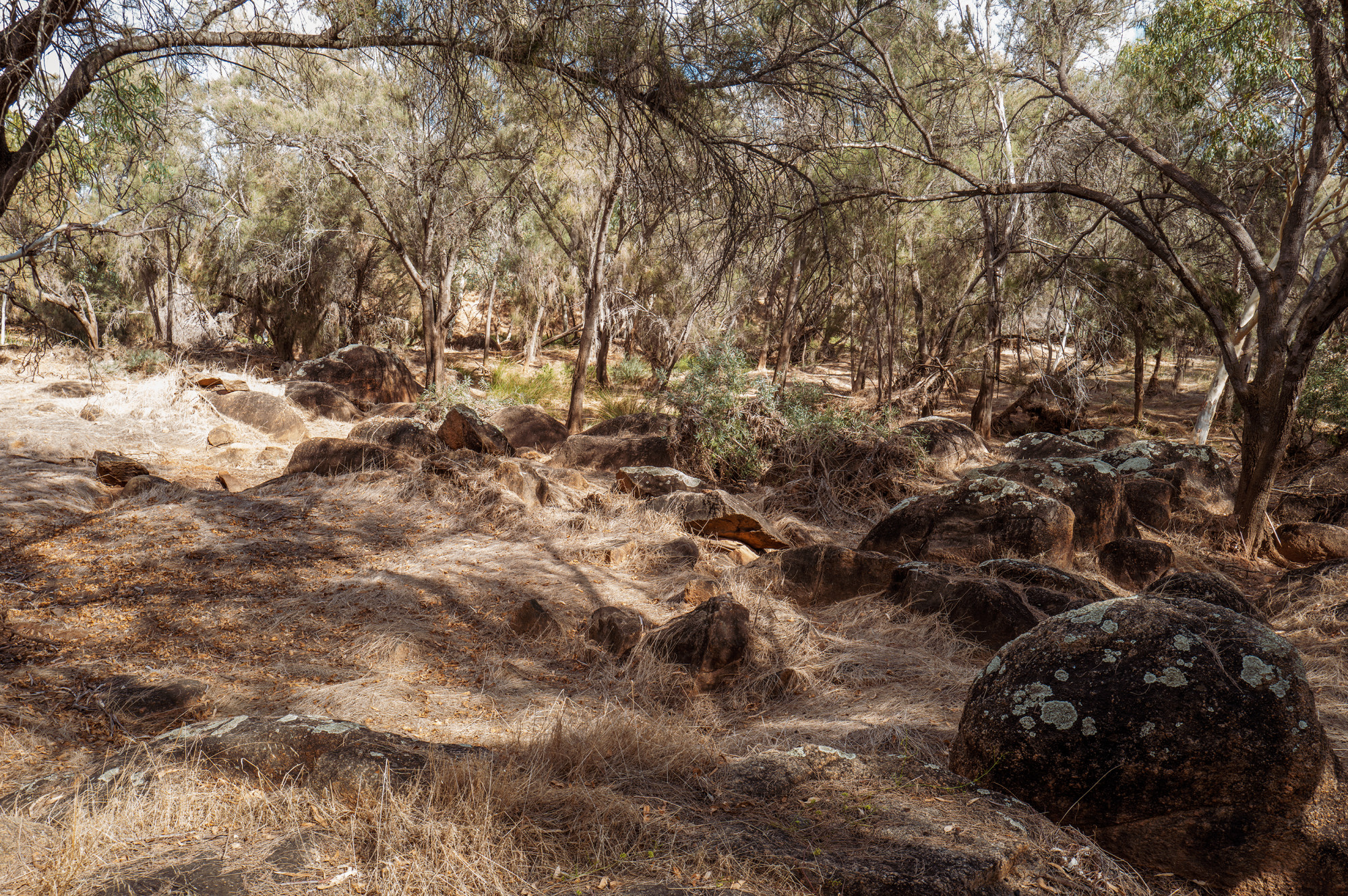 Rocks and she-oaks near Ellendale Pool, a grassy oasis on the Greenough River