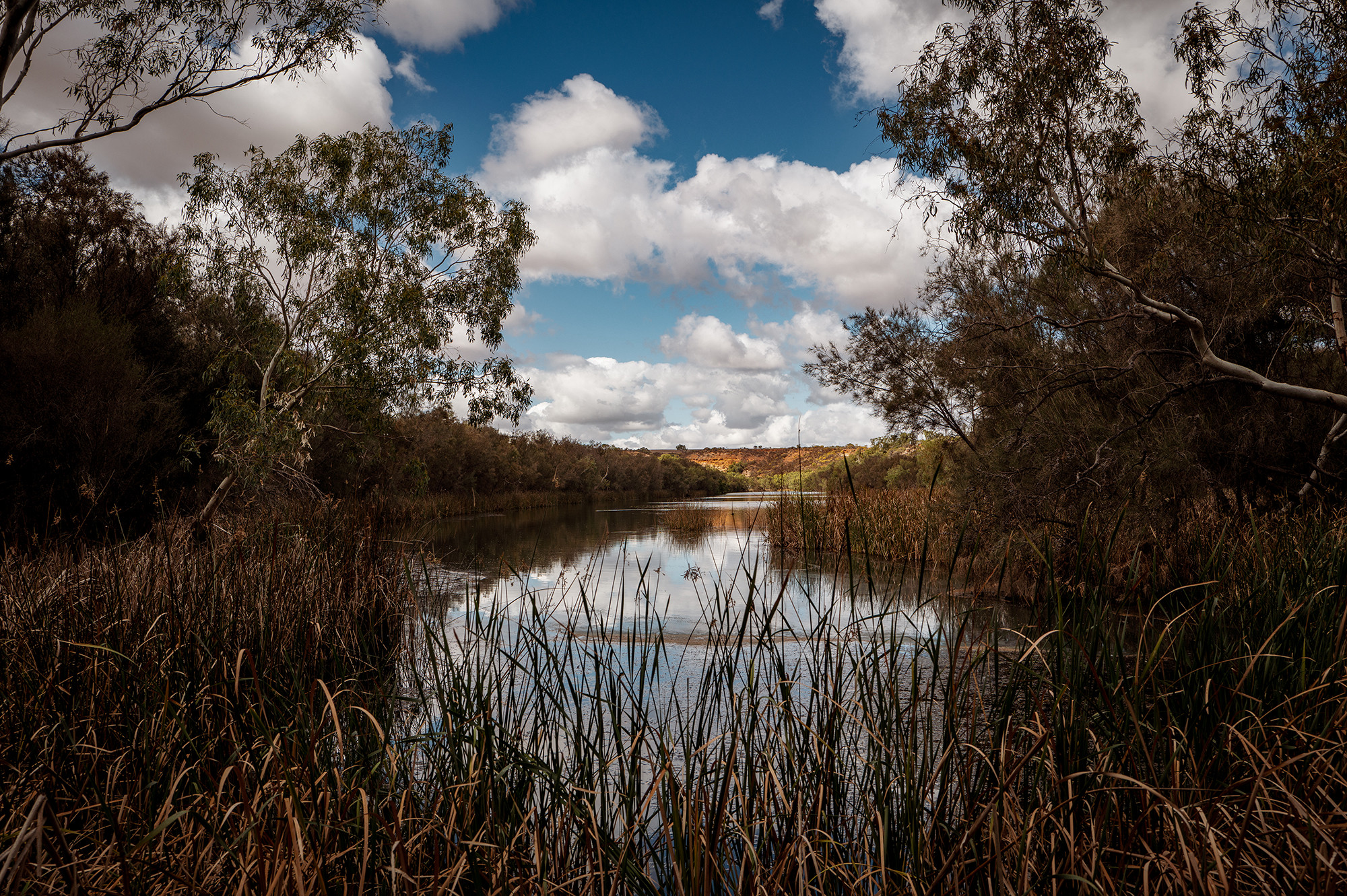 The reed-fringed water of Ellendale Pool, which is sacred to the Yamatji people
